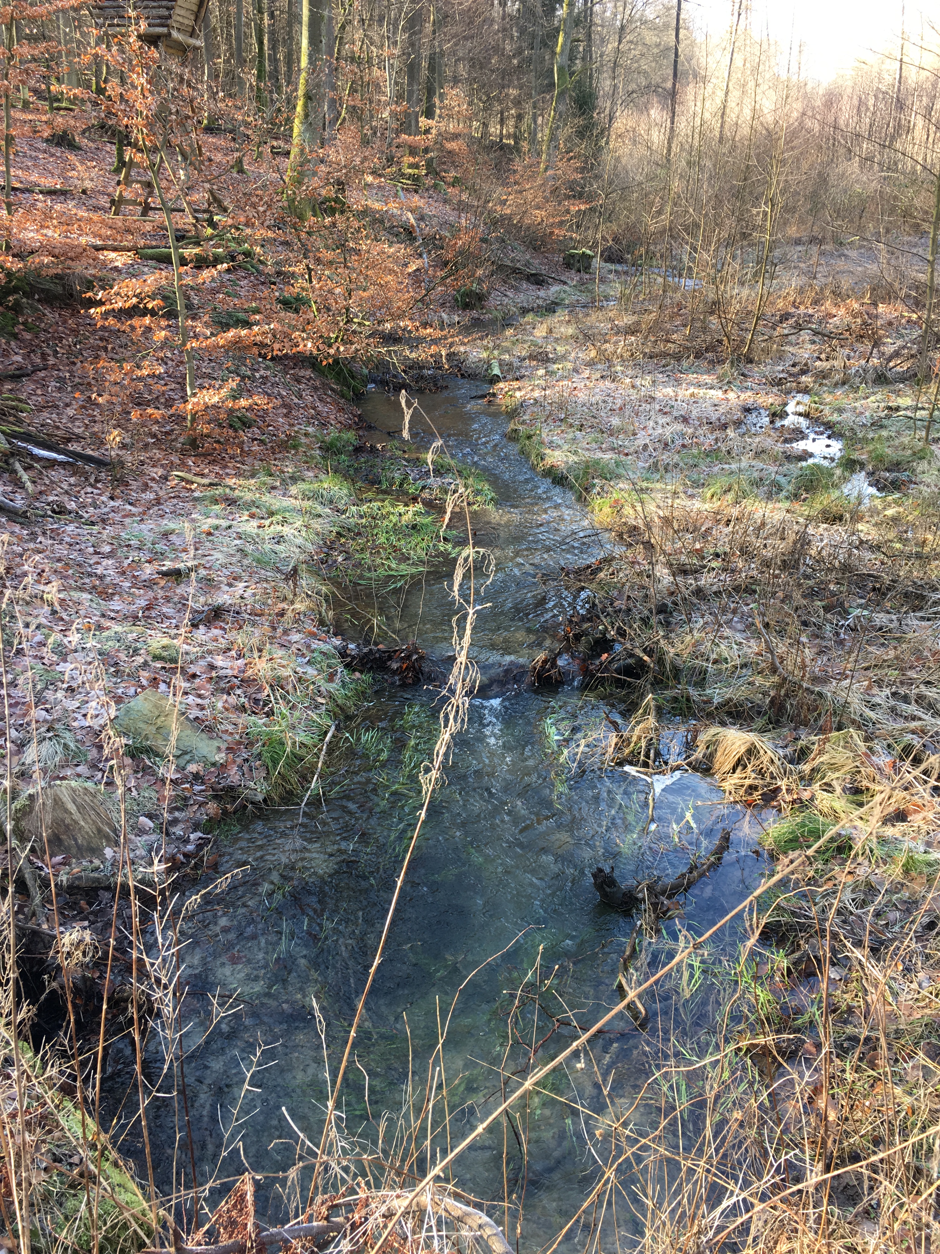 Schnepfenbach1