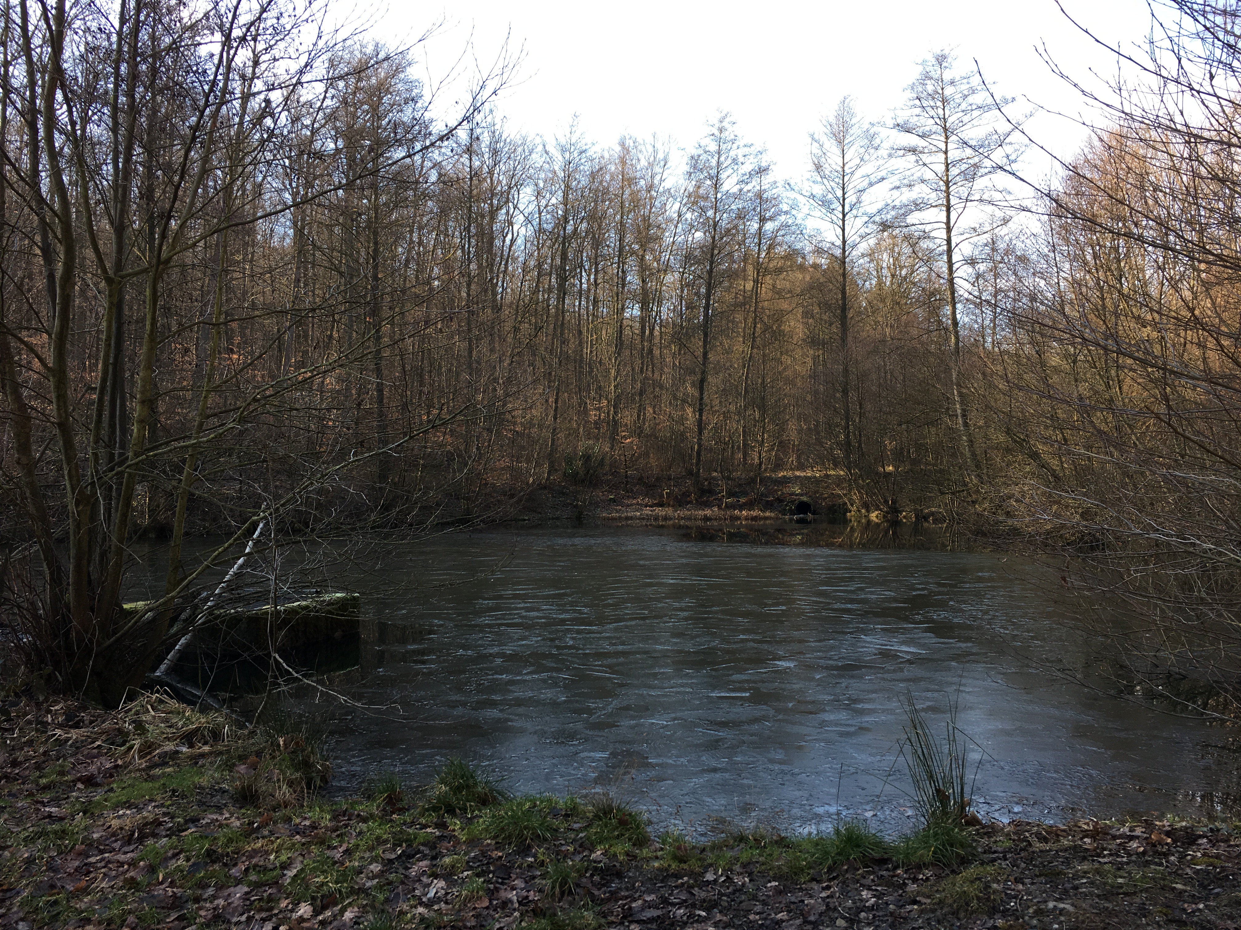 Schnepfenbach2